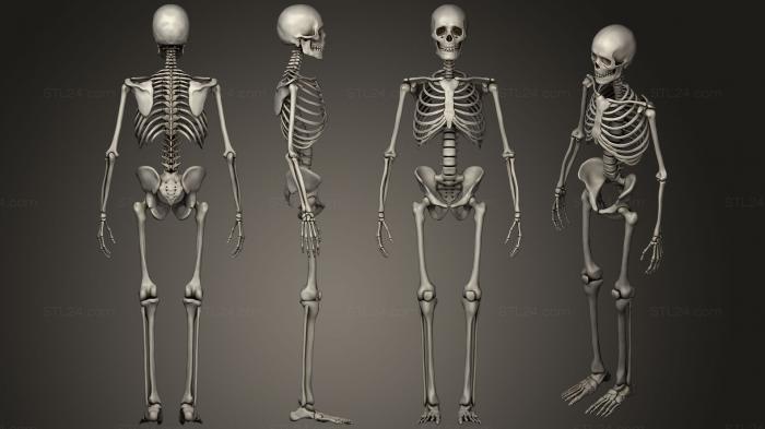 Анатомия скелеты и черепа (Скелет, ANTM_1279) 3D модель для ЧПУ станка